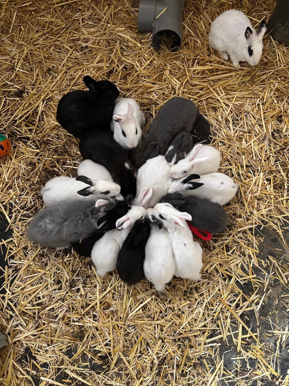 Konijnen te koop, Dieren en Toebehoren, Konijnen, Meerdere dieren, Middelgroot, 0 tot 2 jaar