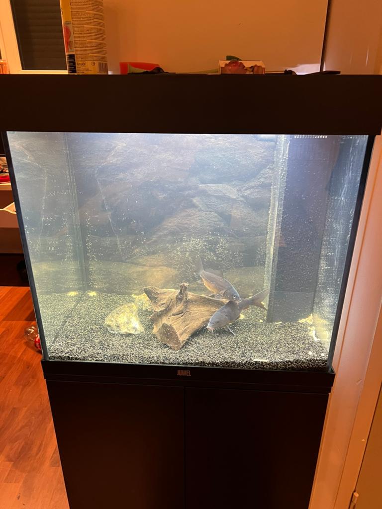 Juwel lido 120, Ophalen of Verzenden, Zo goed als nieuw, Leeg aquarium