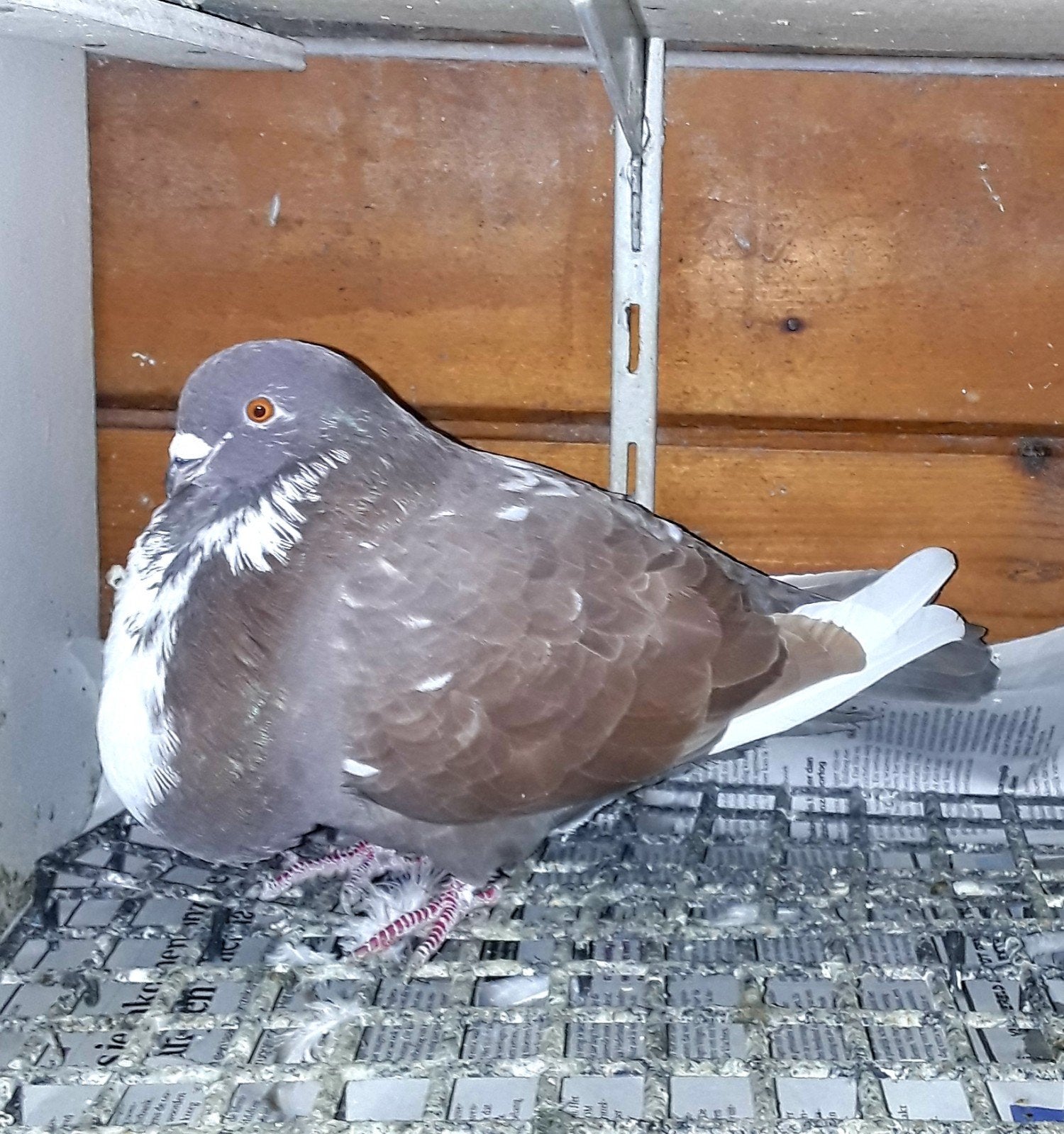 Gaditano kropper duivin, Vrouwelijk
