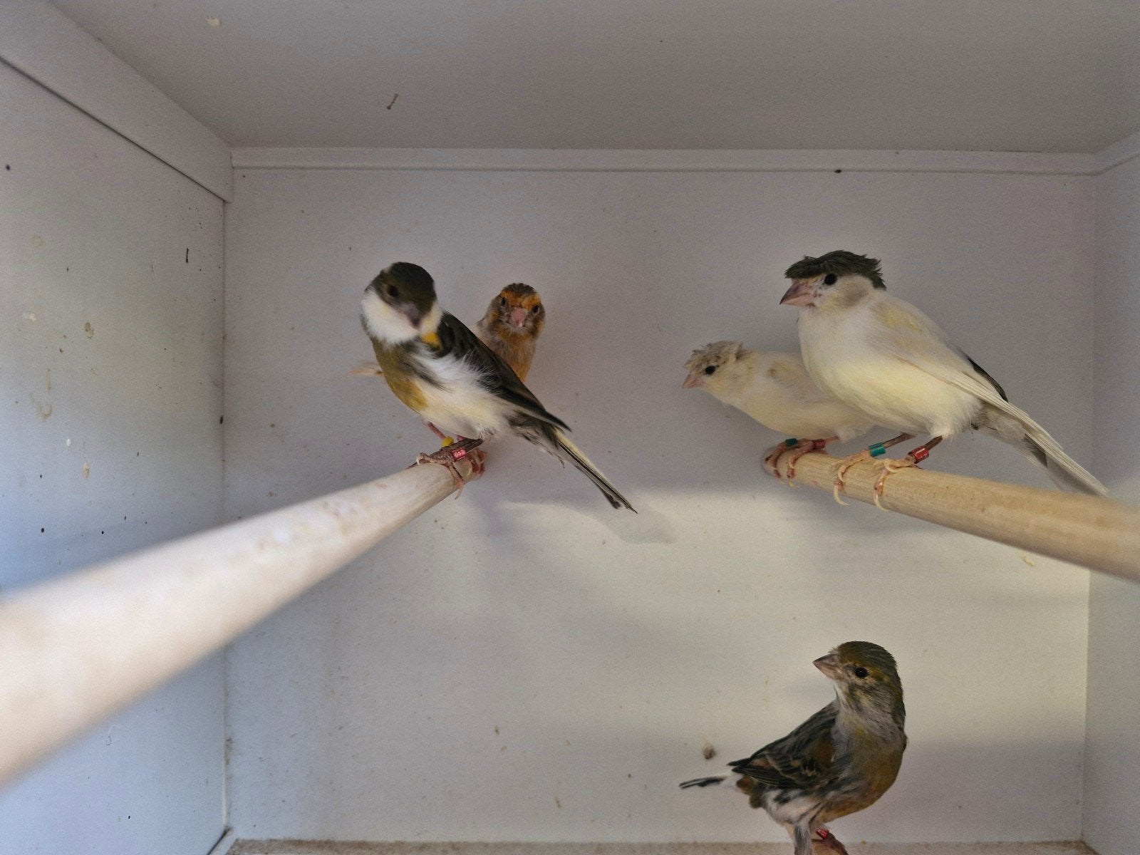 volwassen kanaries, Meerdere dieren, Kleurkanarie
