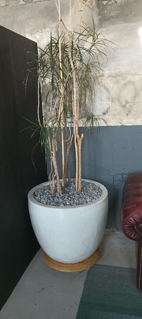 planten met bakken op basis van hydrucultuur, Ophalen of Verzenden, Gebruikt