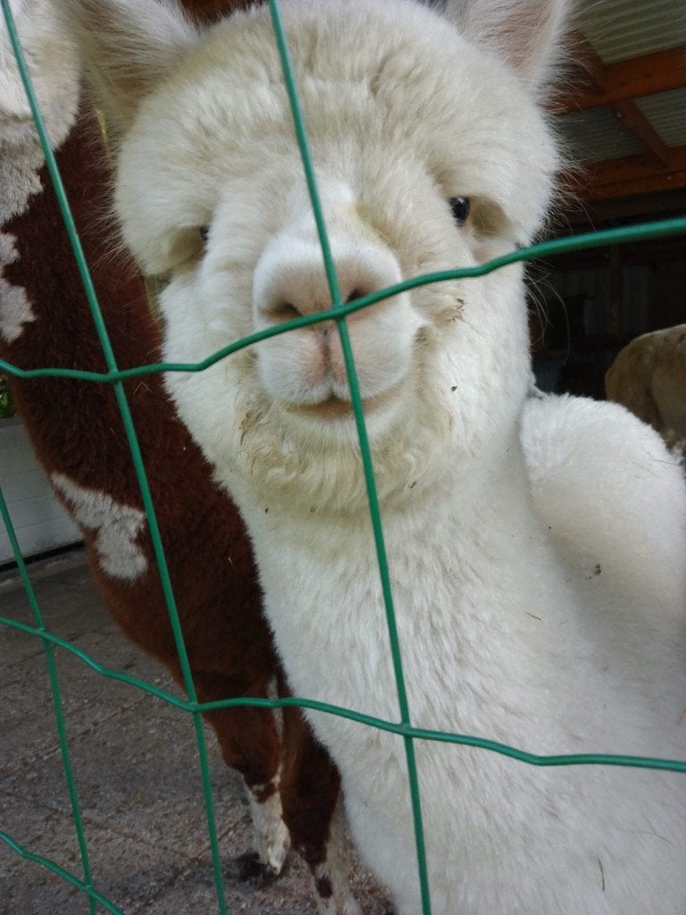 Te koop jonge merrie, Dieren en Toebehoren, Overige Dieren, Mei, Vrouwelijk