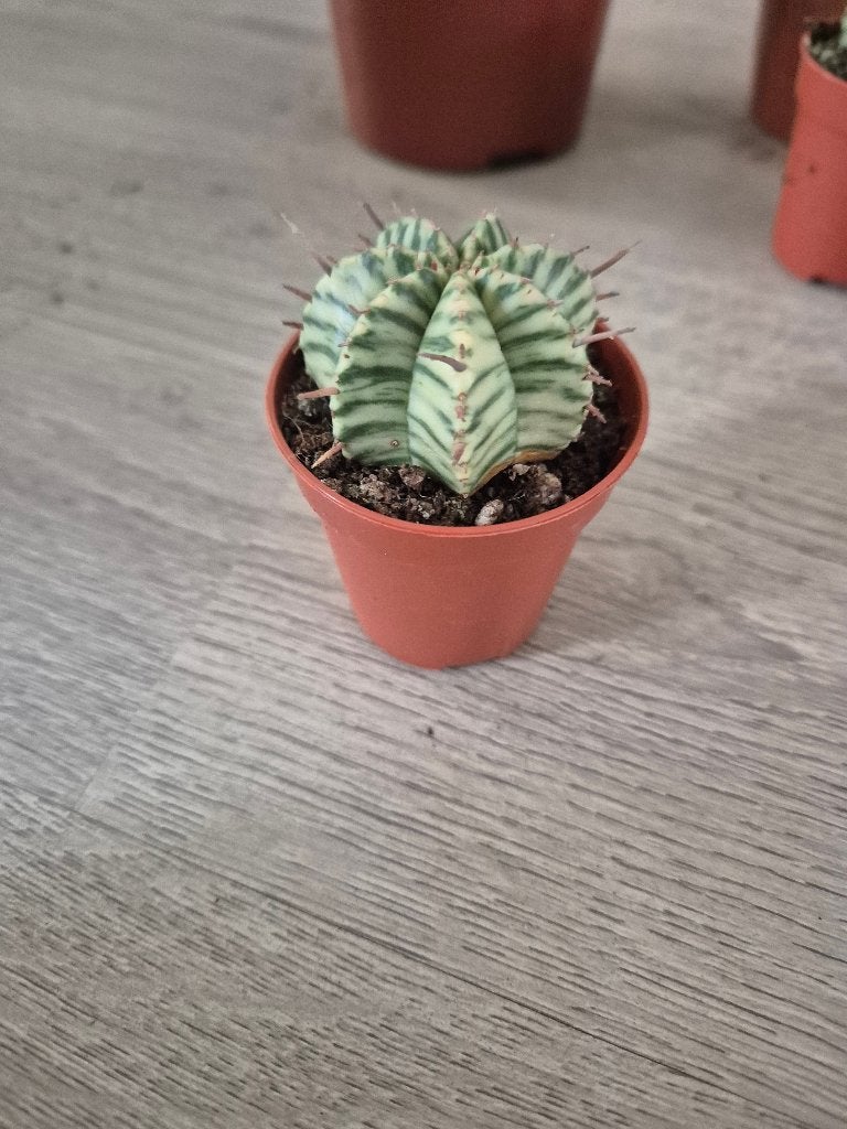 Euphorbia meloformis Variegata, Ophalen of Verzenden, Halfschaduw, Minder dan 100 cm