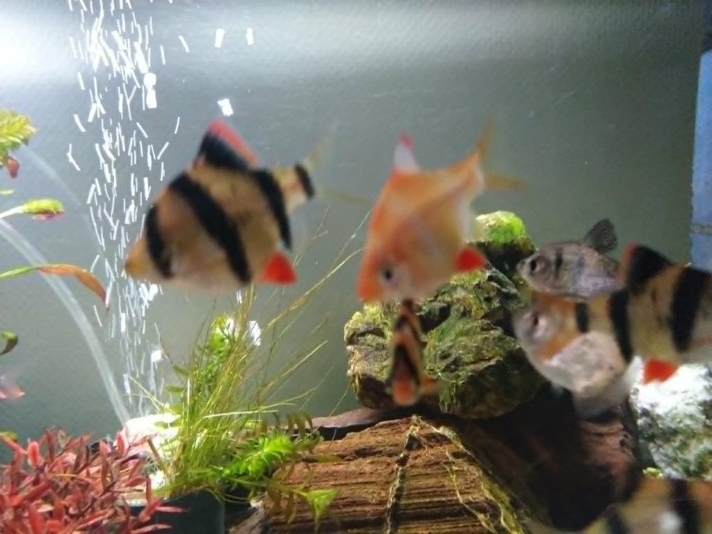 Sumatranen (Barbelen), Dieren en Toebehoren, Vissen | Aquariumvissen, Vis, Zoetwatervis, Schoolvis