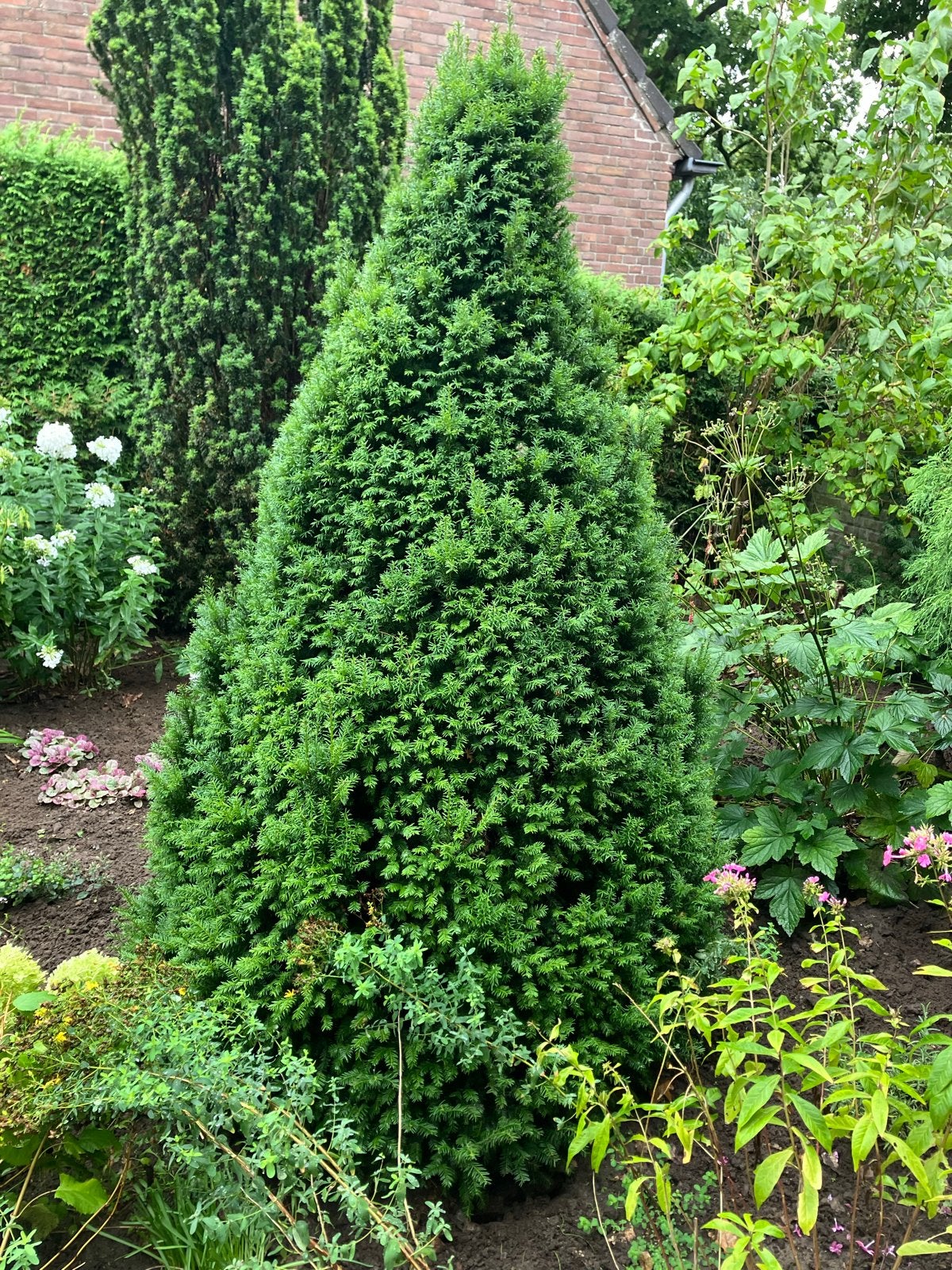 Taxus in vorm gesnoeid - Zelf eruit halen, Tuin en Terras, Ophalen, Bloeit niet, Halfschaduw, Overige soorten