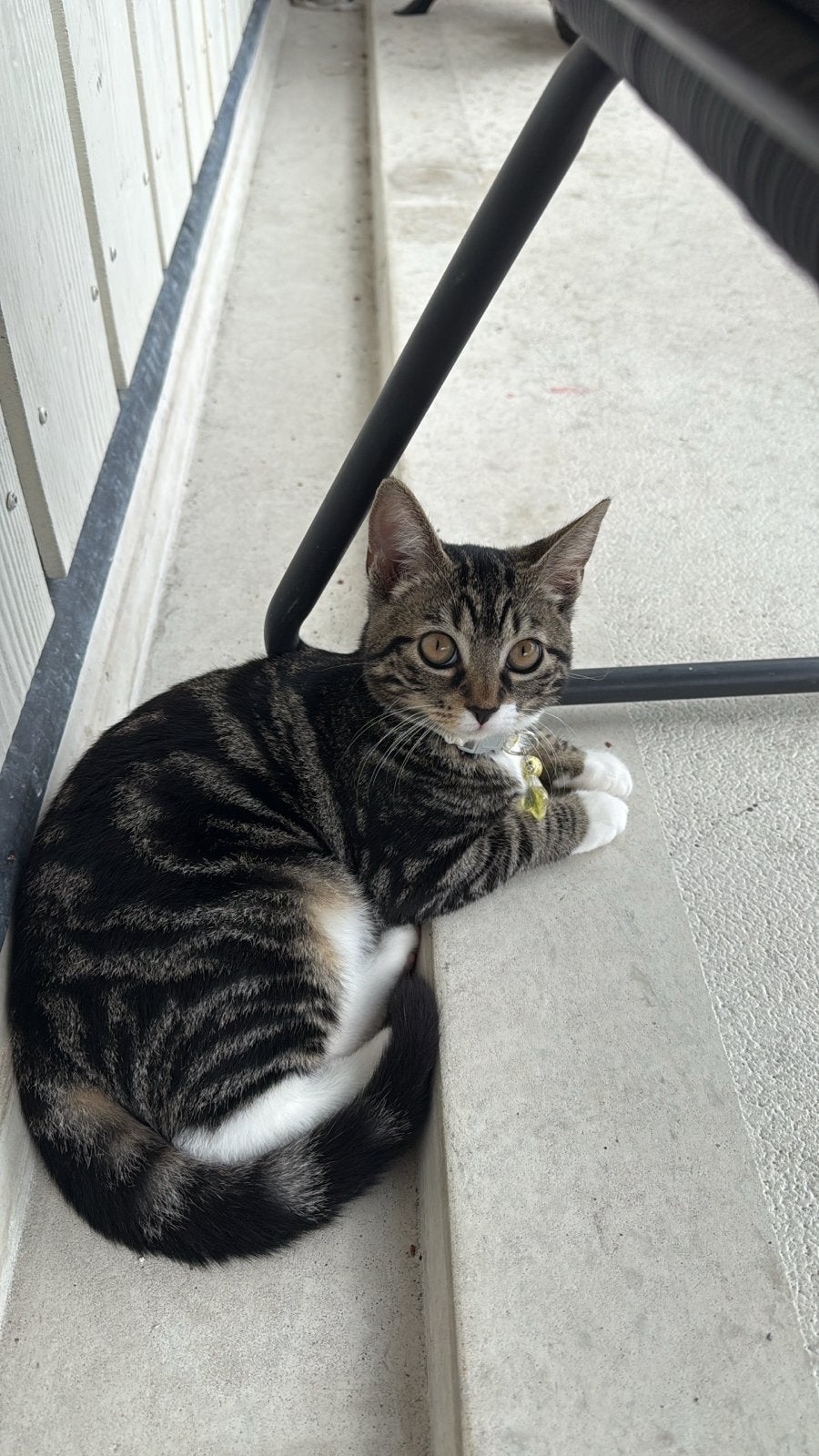Kat, Dieren en Toebehoren, Katten en Kittens | Overige Katten, Kater, Kortharig, 0 tot 2 jaar