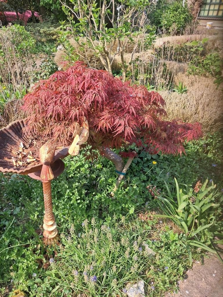 Japanse Esdoorn (Acer palmatum) - Prachtige Rode Bladeren, Ophalen of Verzenden