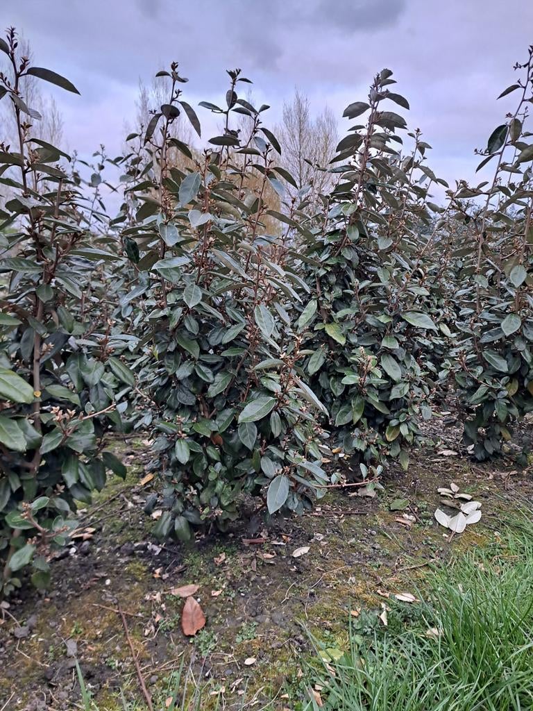 Eleagnus, olijfwilg, Tuin en Terras, Planten | Bomen, Ophalen, Halfschaduw, Overige soorten