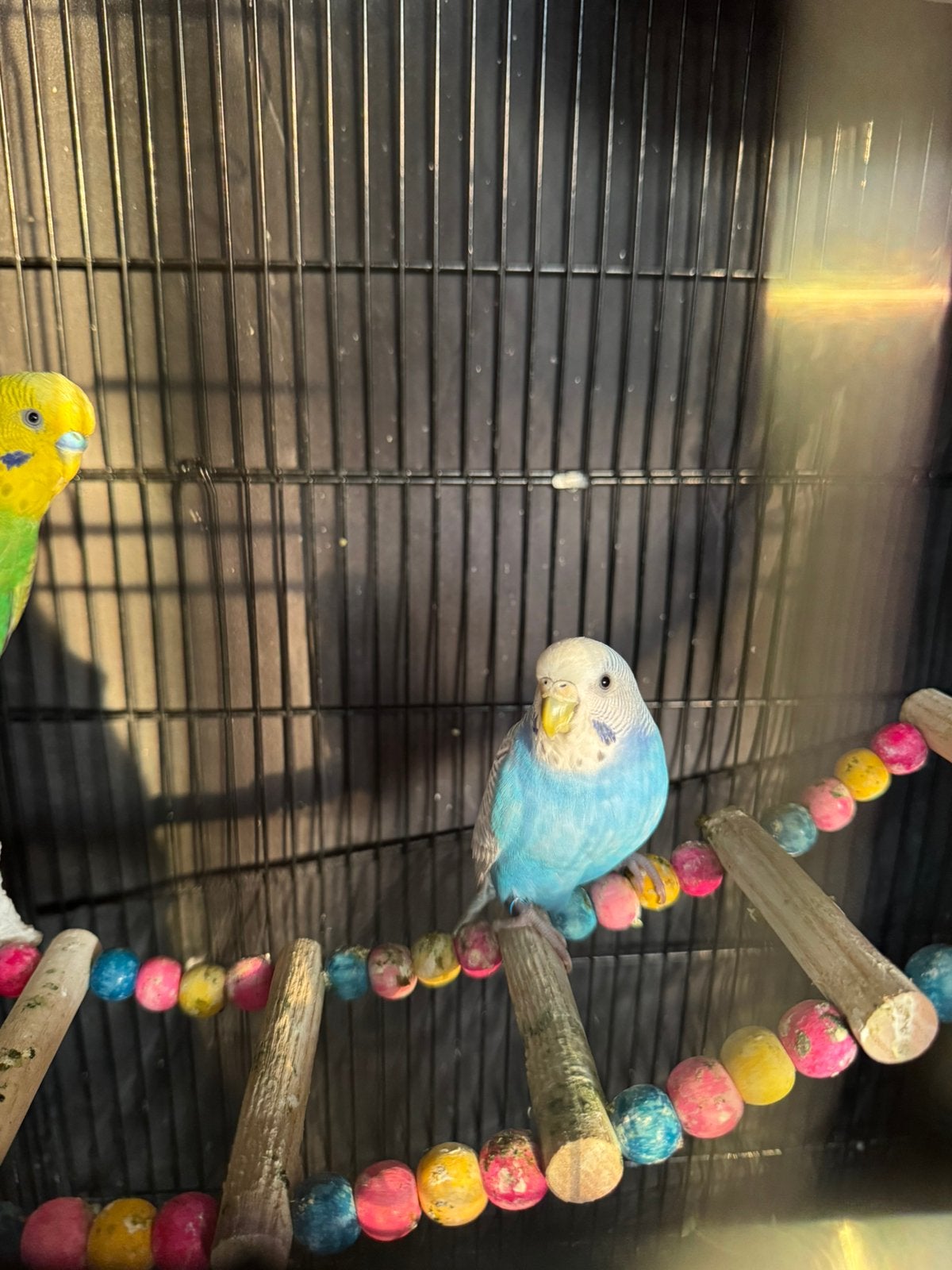 2 Budgies + Cage + All Accessories ( free delivery), Meerdere dieren, Parkiet