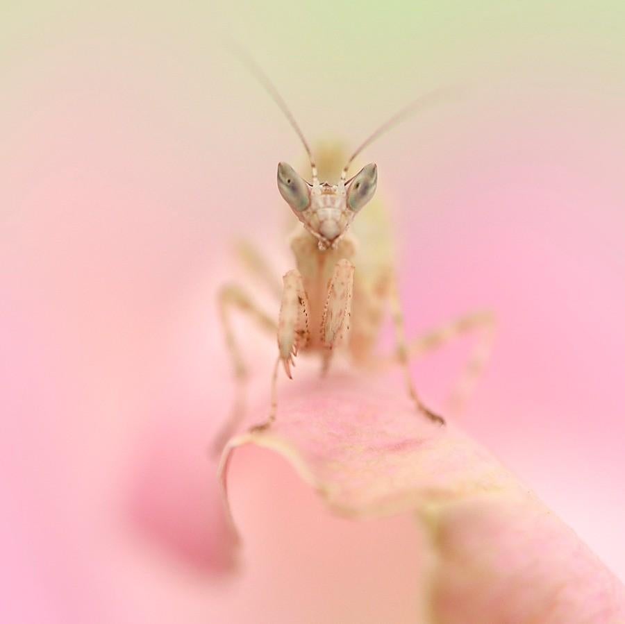 Verschillende soorten bidsprinkhanen, Dieren en Toebehoren, Insecten en Spinnen