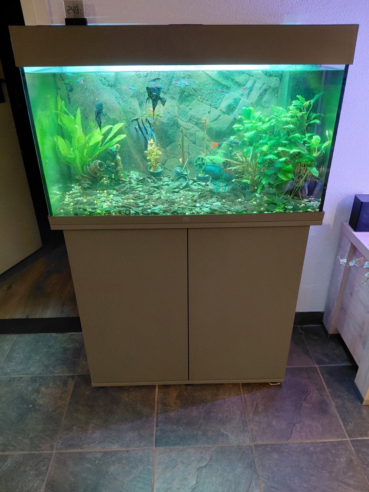 Aquarium met vissen zelf goed schoonmaken, Dieren en Toebehoren, Vissen | Aquariumvissen, Vis