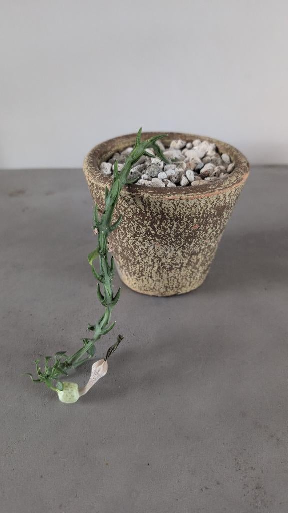 Ceropegia Simonae, Huis en Inrichting, Kamerplanten, Minder dan 100 cm, Bloeiende kamerplant, Halfschaduw, Ophalen