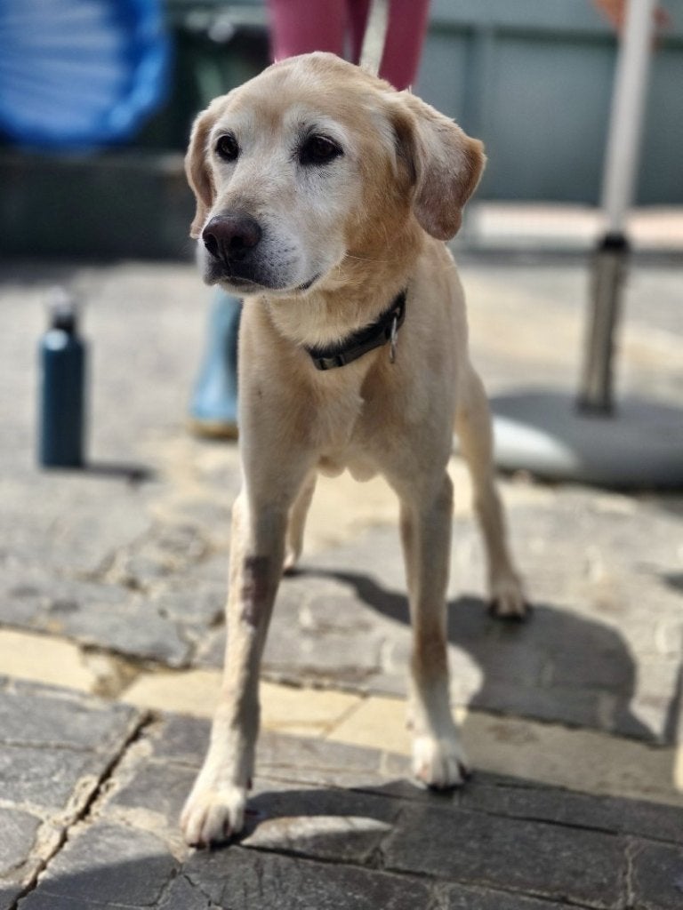 ACE: Adrian, wie wil hem nog wat geluk schenken?, Dieren en Toebehoren, 6 jaar of ouder, Particulier, Reu, Buitenland