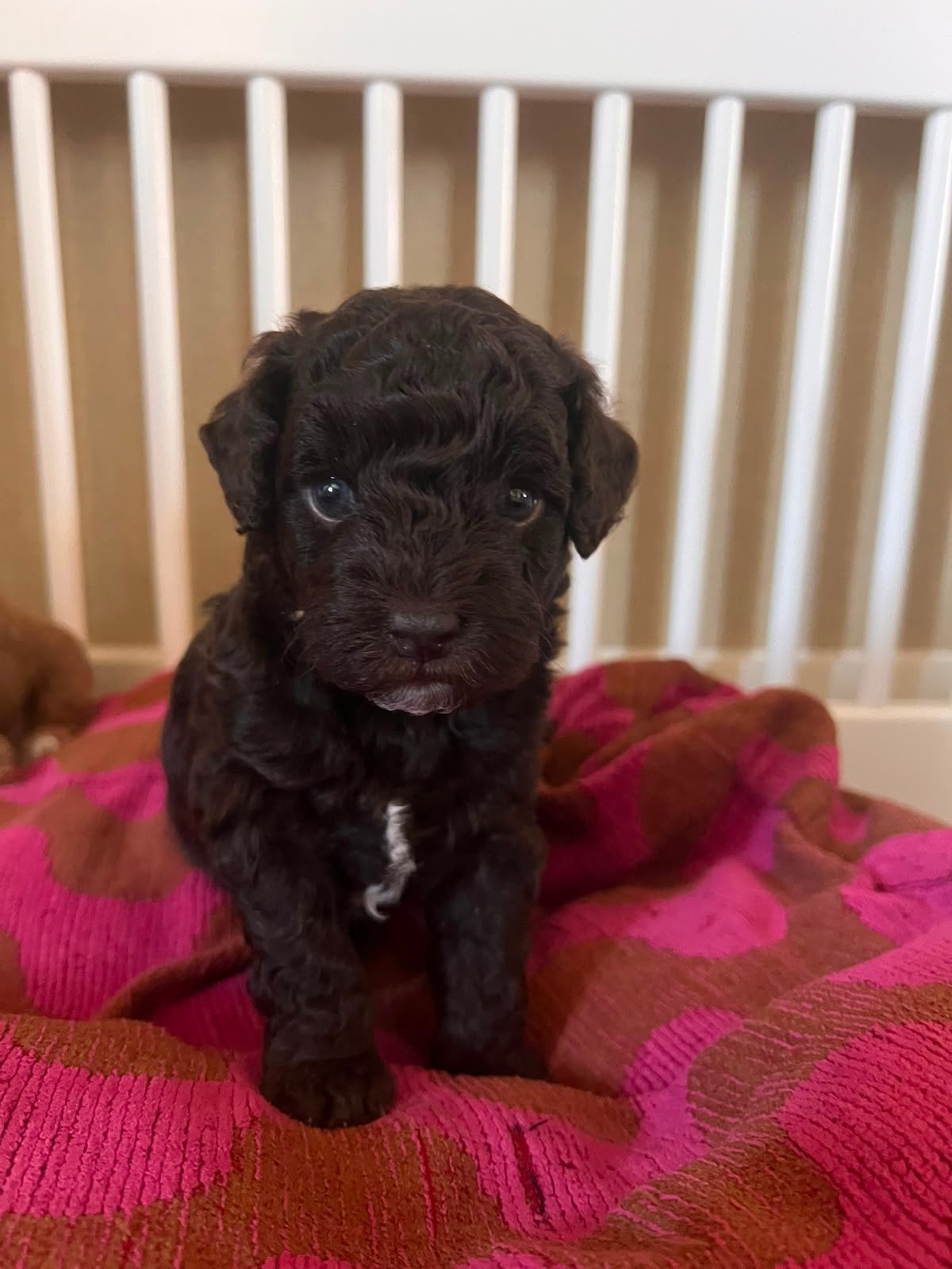 Prachige mini labradoodle (donkere choco), Parvo, Overige rassen, 8 tot 15 weken, Teef