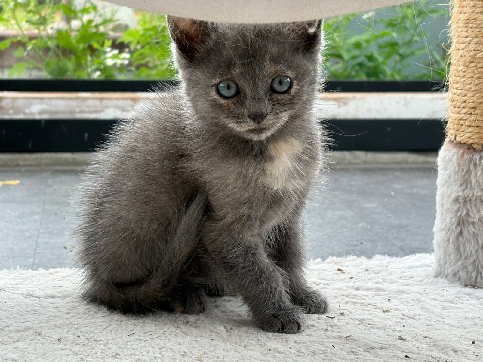 Prachtig nestje kittens !!, Meerdere dieren