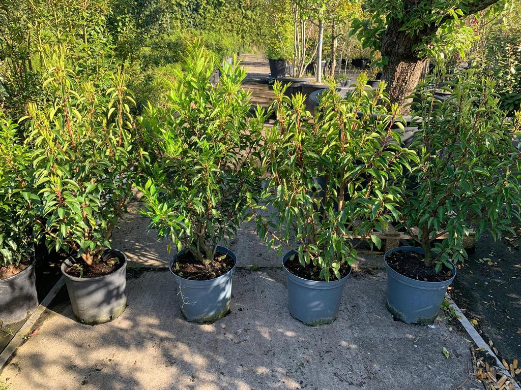 Opruiming:portugeese laulier(prunus lusitanica angustifolia), Ophalen, Laurier, Minder dan 100 cm