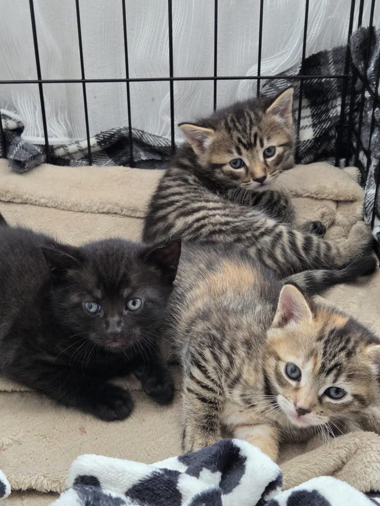 Kittens, Dieren en Toebehoren, Meerdere dieren, Ontwormd, 0 tot 2 jaar