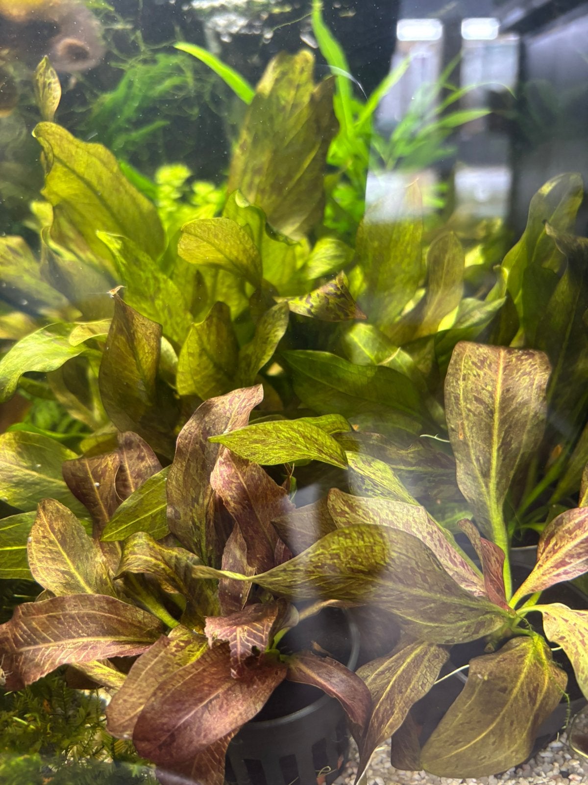 Echinodorus ozelot red, Ophalen of Verzenden, Zo goed als nieuw, Plant(en), Steen of Hout