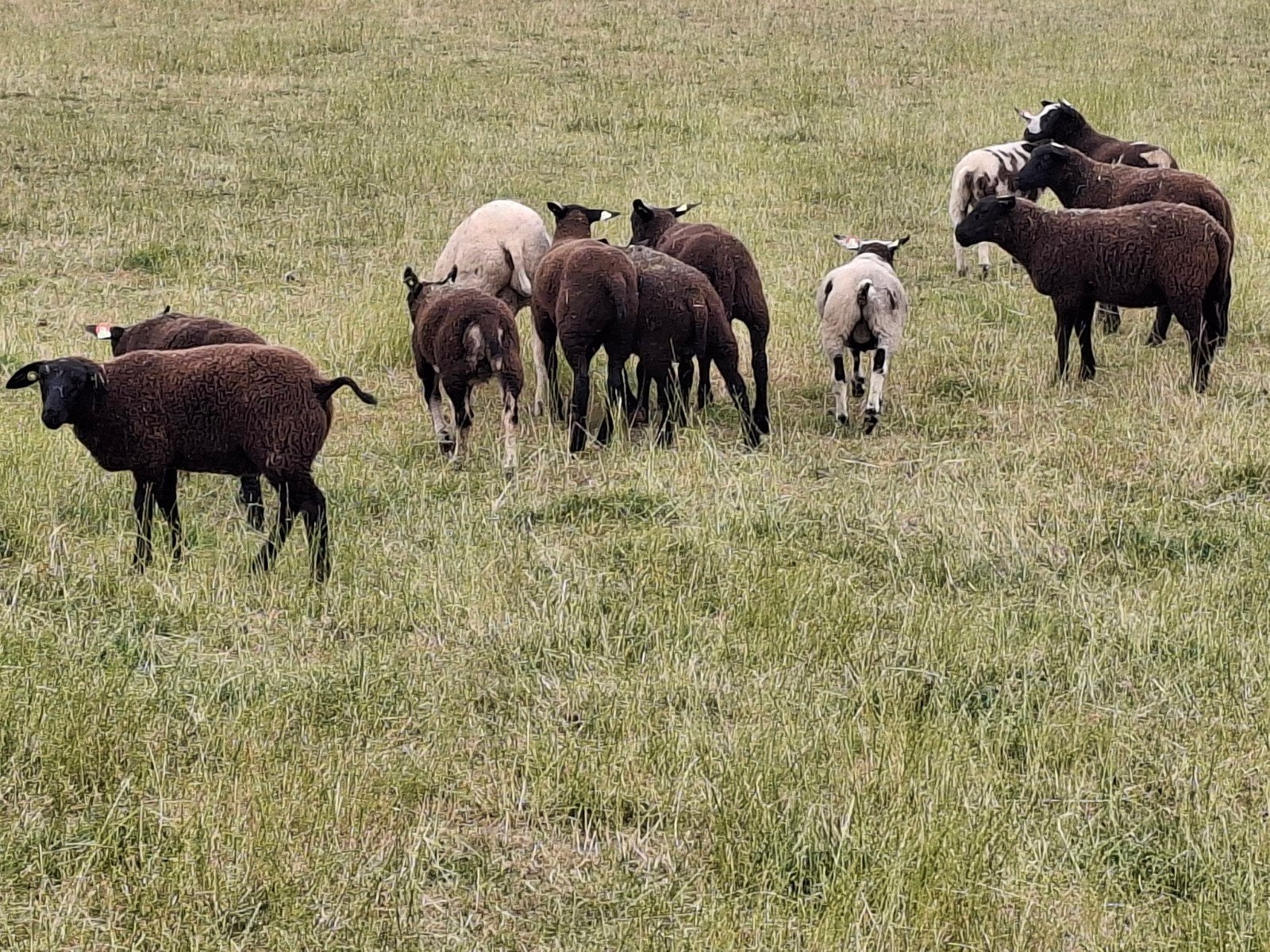 12 lammeren te koop, Meerdere dieren, Schaap