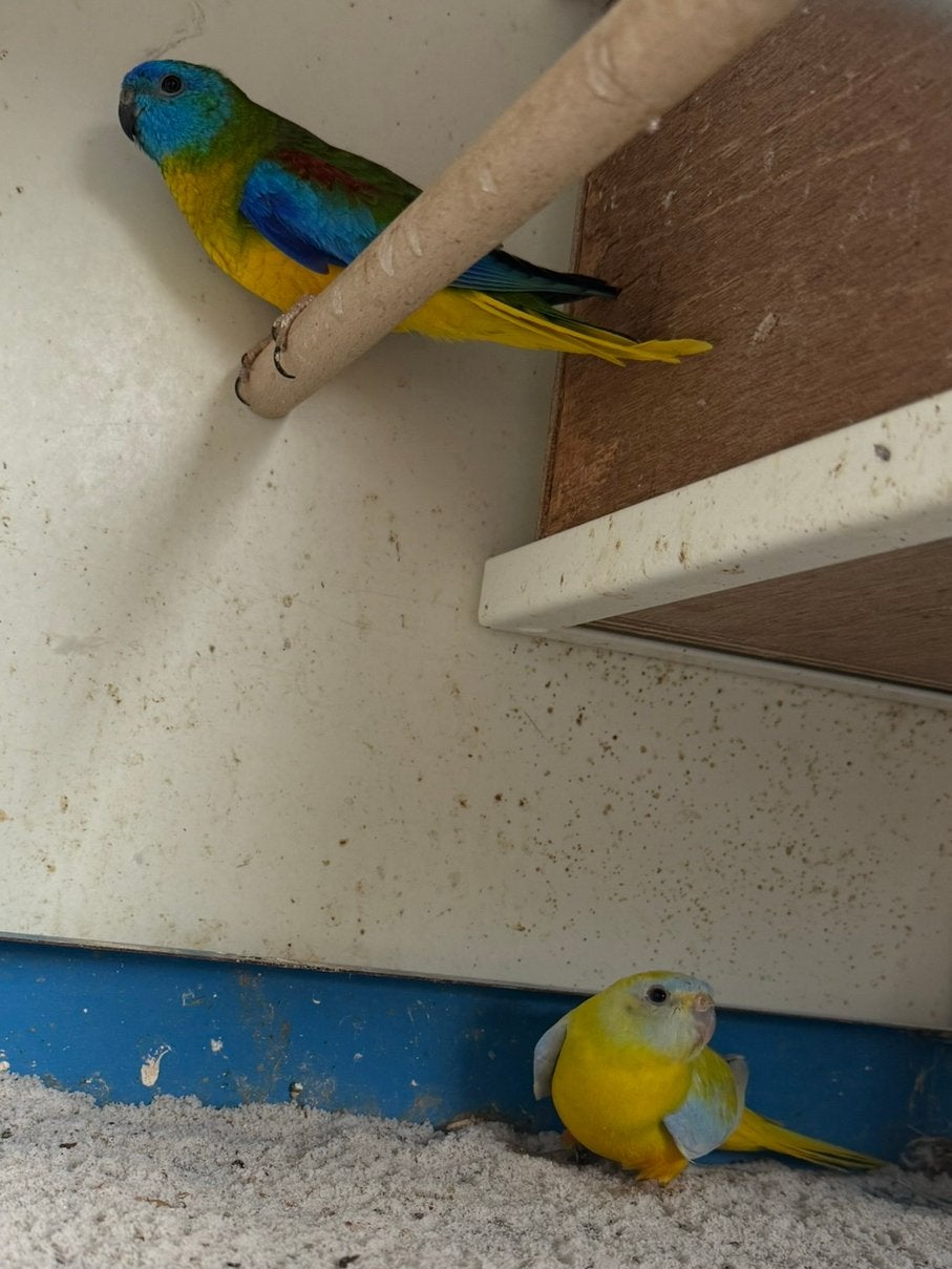 Koppel Turquoisine Parkieten te koop, Dieren en Toebehoren, Vogels | Parkieten en Papegaaien, Meerdere dieren, Parkiet