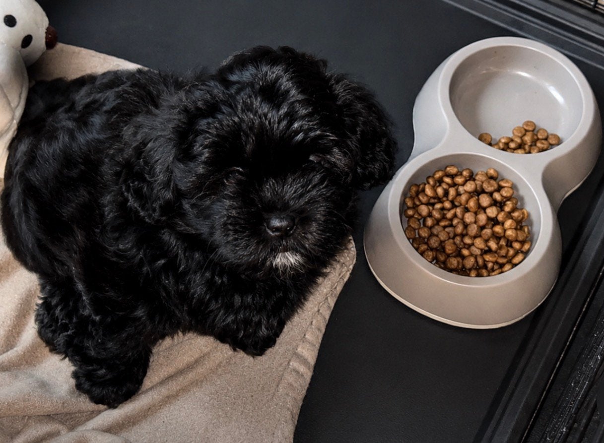 Shipoo pup🐶🐾 Shih tzu X toypoedel - nog 1 teefje 🩷🐶🌸, Parvo, Overige rassen, 8 tot 15 weken, Teef