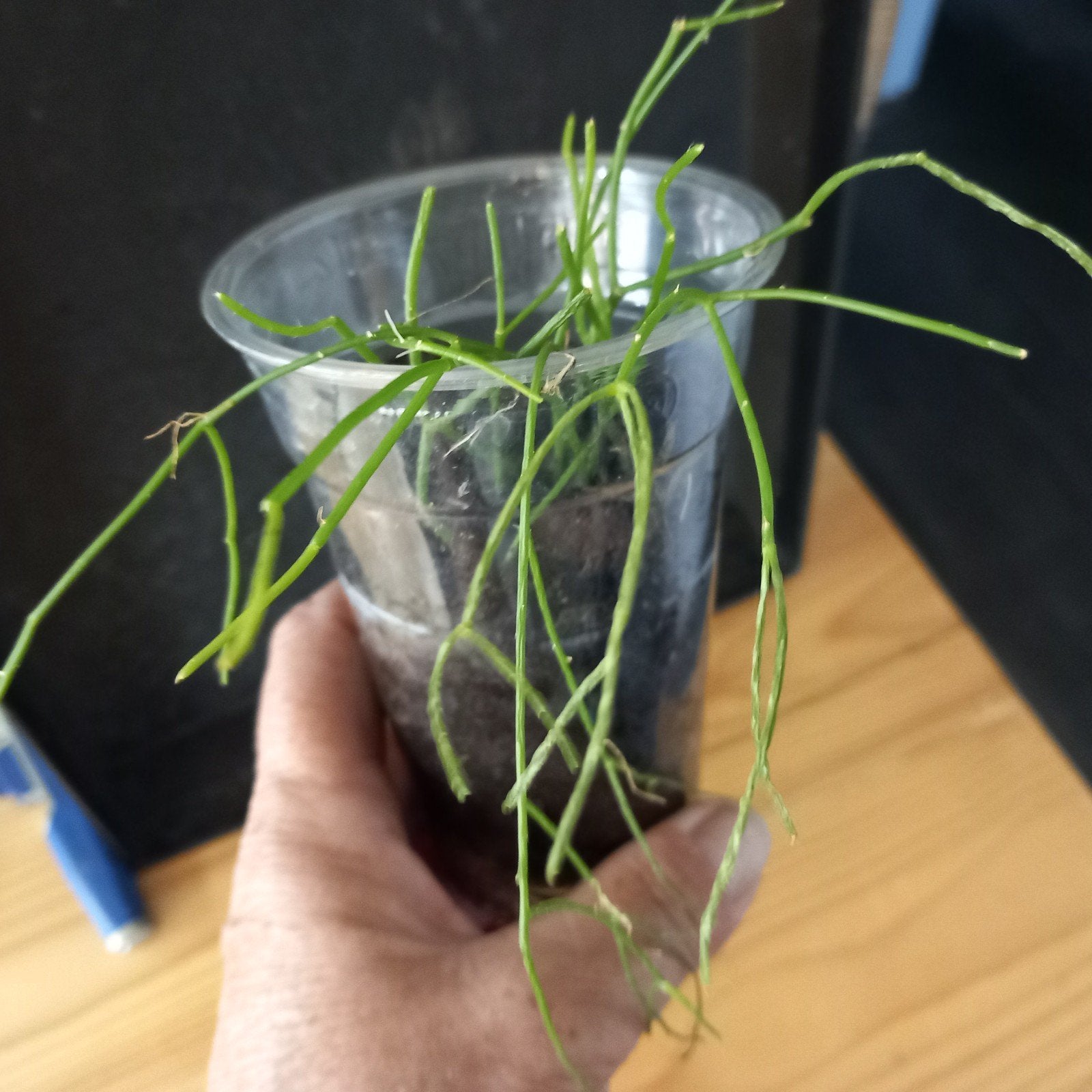 rhipsalis nr 81, Ophalen of Verzenden, Halfschaduw, Minder dan 100 cm