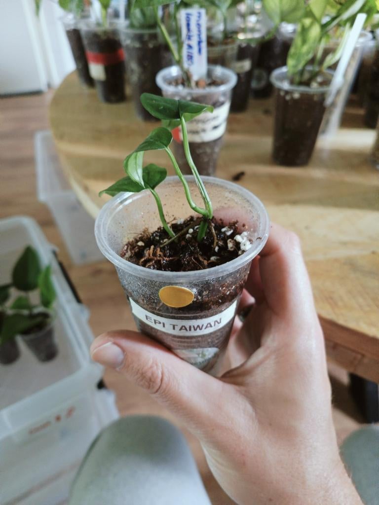 Epipremnum Taiwan, Huis en Inrichting, Kamerplanten, Overige soorten, In pot, Minder dan 100 cm, Groene kamerplant