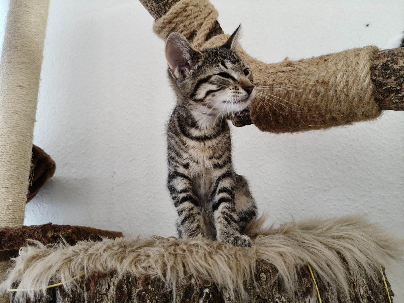Kittens tijger, Poes, Ontwormd, 0 tot 2 jaar