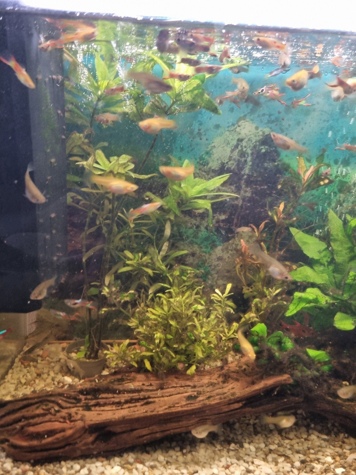 guppun, Vis