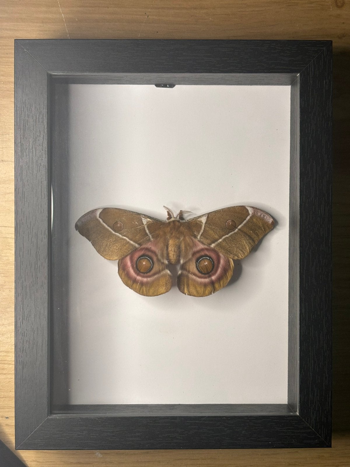 Opgezette ingelijste A. Suraka, Verzamelen, Dierenverzamelingen, Ophalen of Verzenden, Zo goed als nieuw, Vogel, Opgezet dier