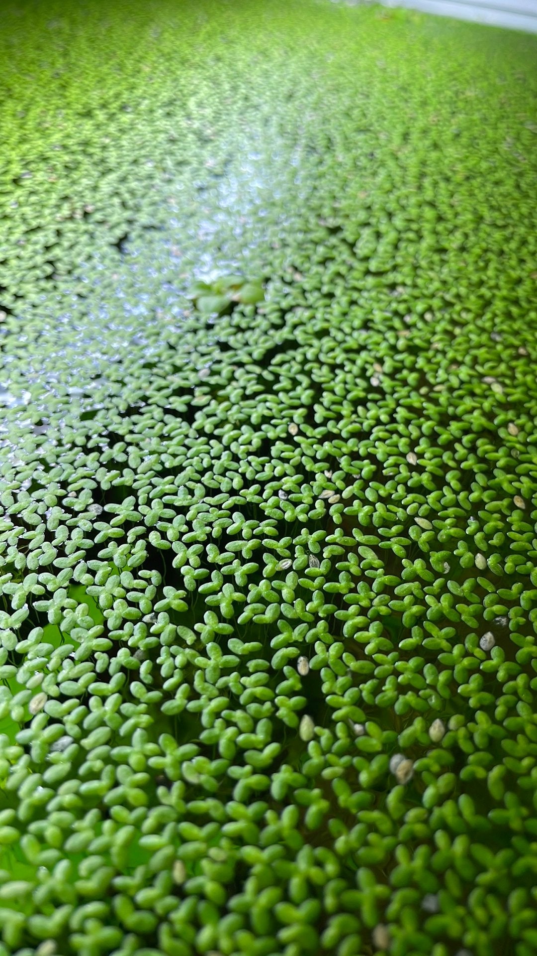 Amazone kikkerbeet (frogbit) drijfplantjes, Ophalen, Nieuw, Minder dan 10 m²
