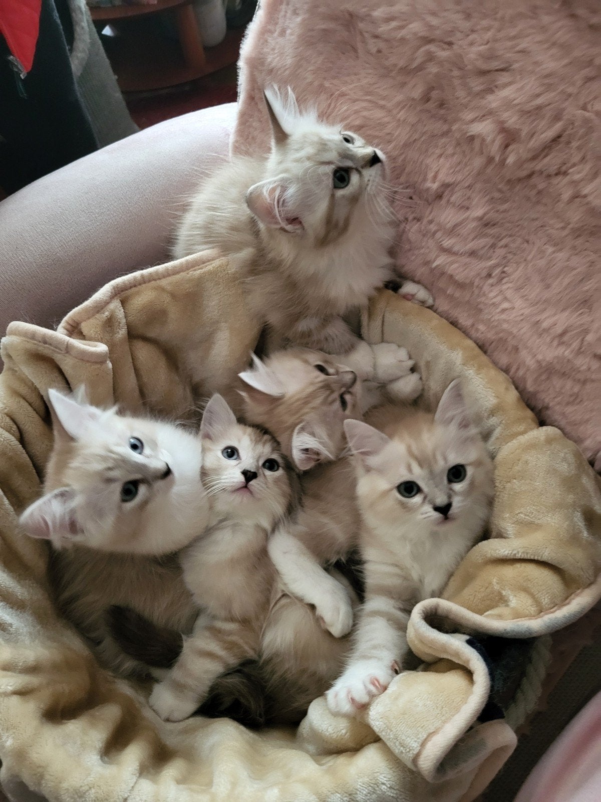 Ragdoll kittens, Dieren en Toebehoren, Meerdere dieren, Ontwormd, 0 tot 2 jaar