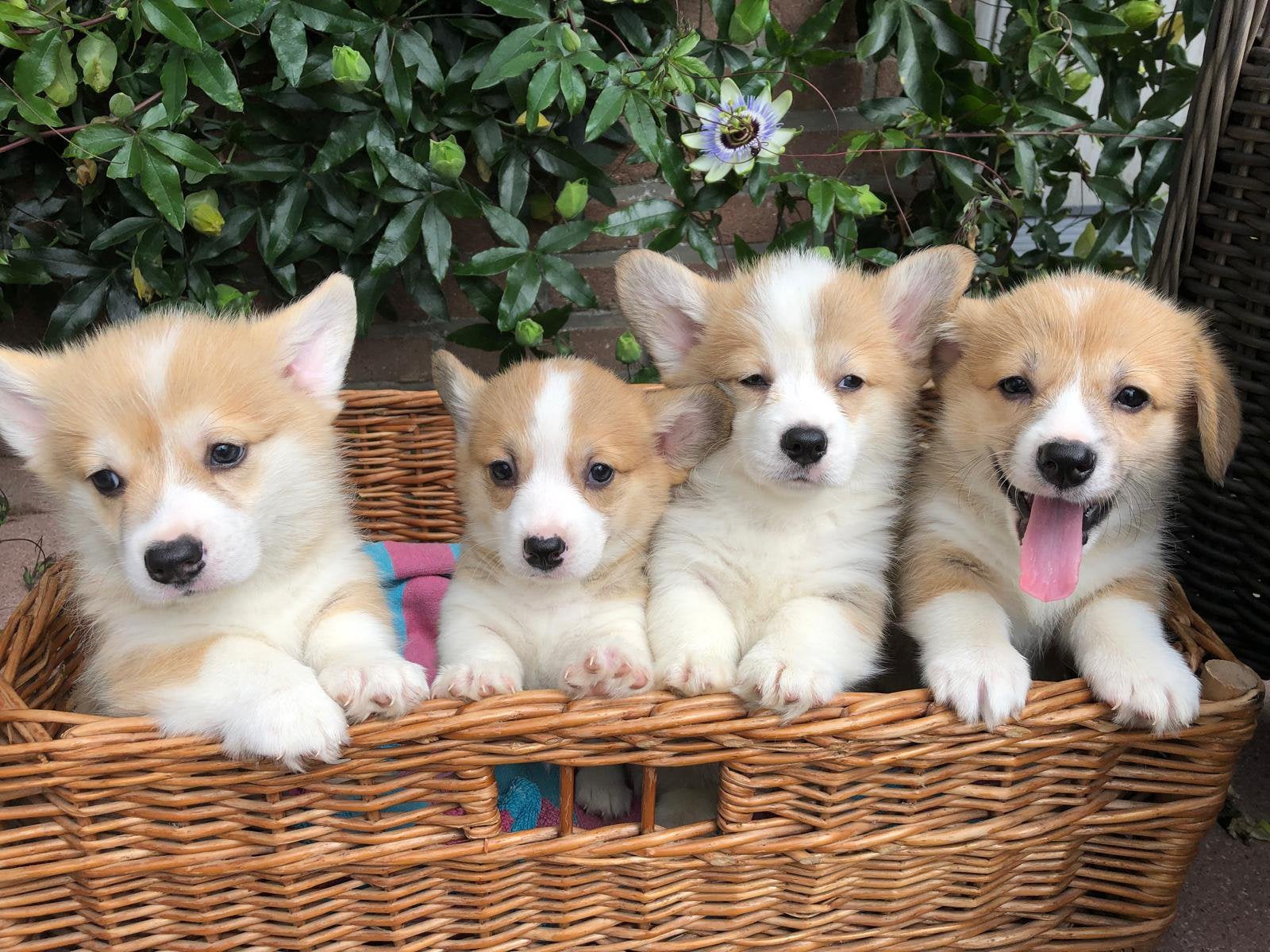 Welsh corgi pembroke puppy’s, 8 tot 15 weken, Meerdere, Meerdere dieren, CDV (hondenziekte)