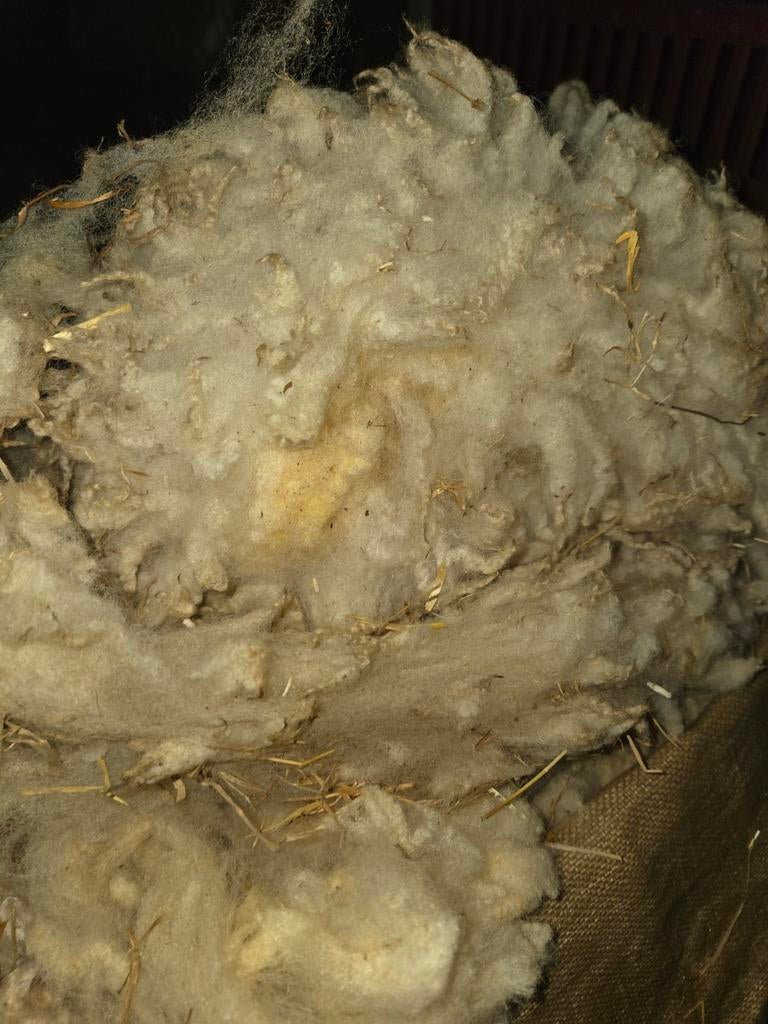 Schapenwol, en Alpaca wol., Ophalen of Verzenden