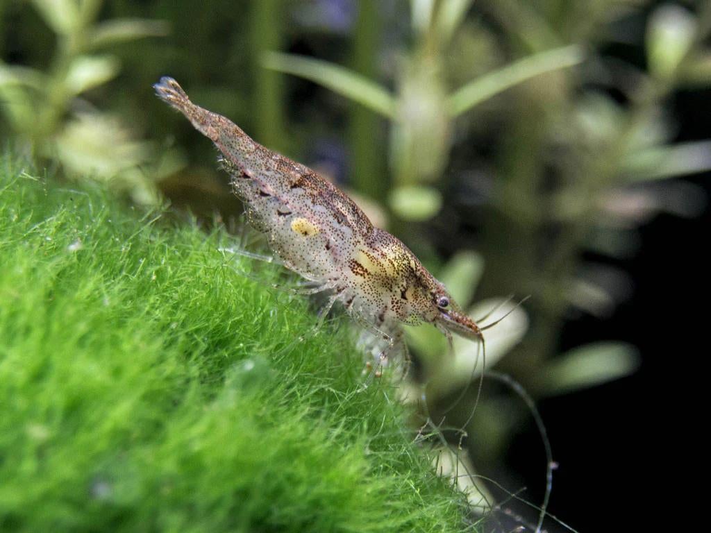 Neo caridina garnalen wildkleur