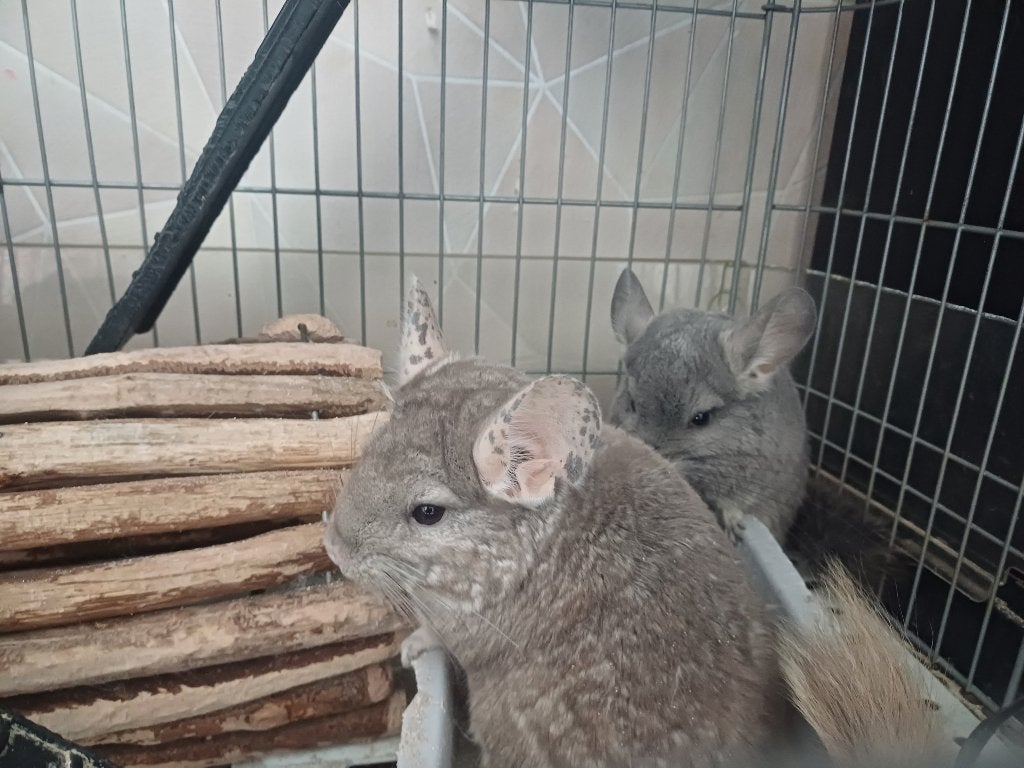 Chinchilla vrouwtjes, Juni, Vrouwelijk, Chinchilla