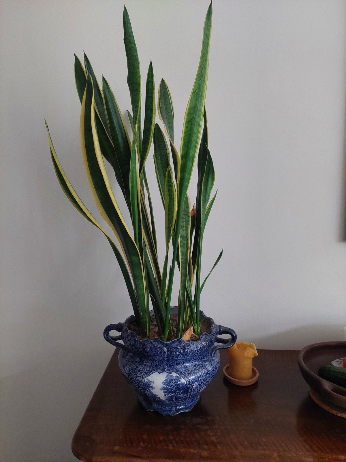 Sansevieria in vintage Villeroy & Boch pot, Ophalen
