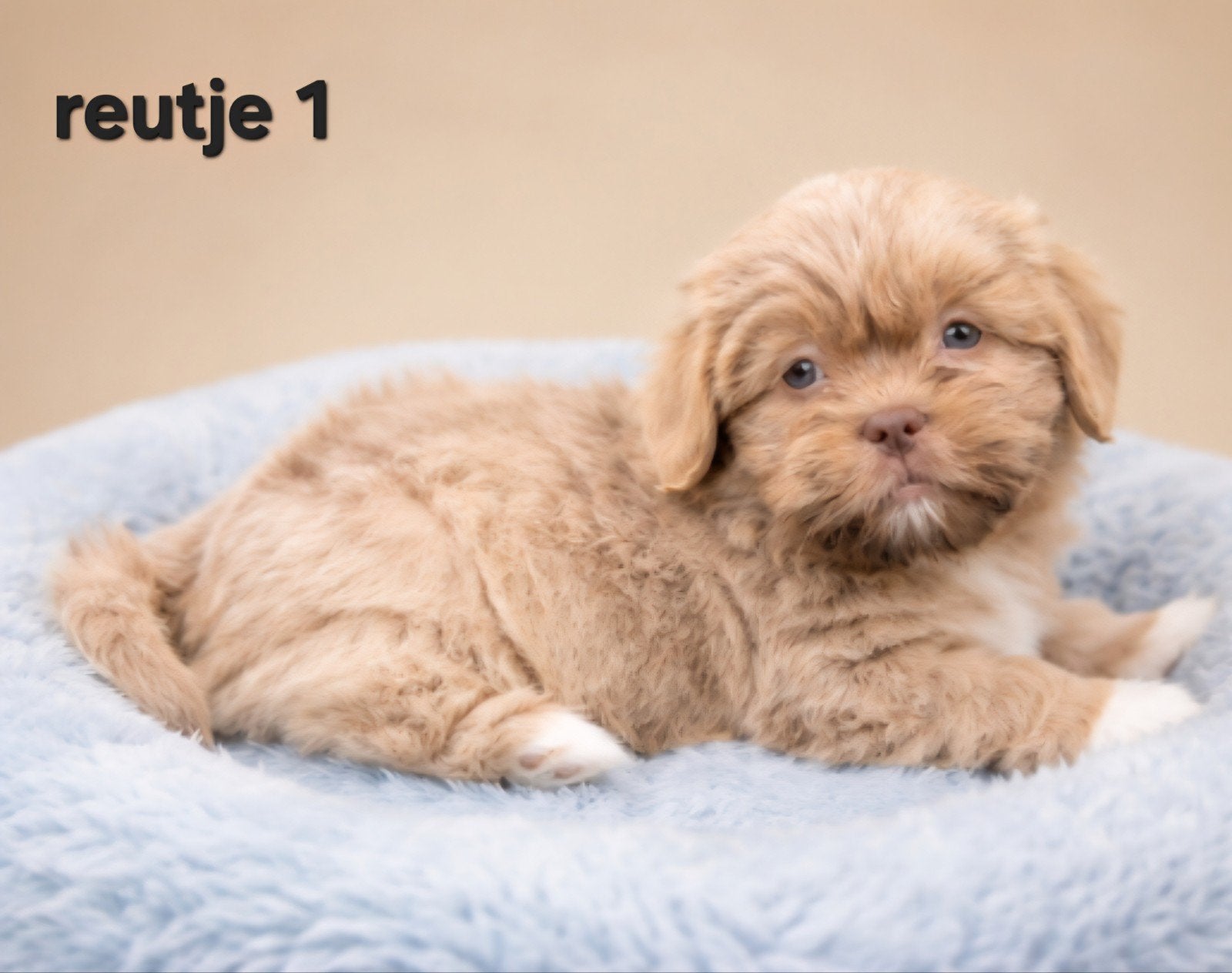 Mooie gezonde boomer pups. Maltezer maal shih tzu, Parvo, Overige rassen, 8 tot 15 weken, Meerdere