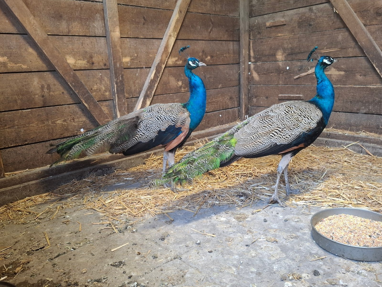 2 blauwe pauw hanen, Mannelijk, Kip
