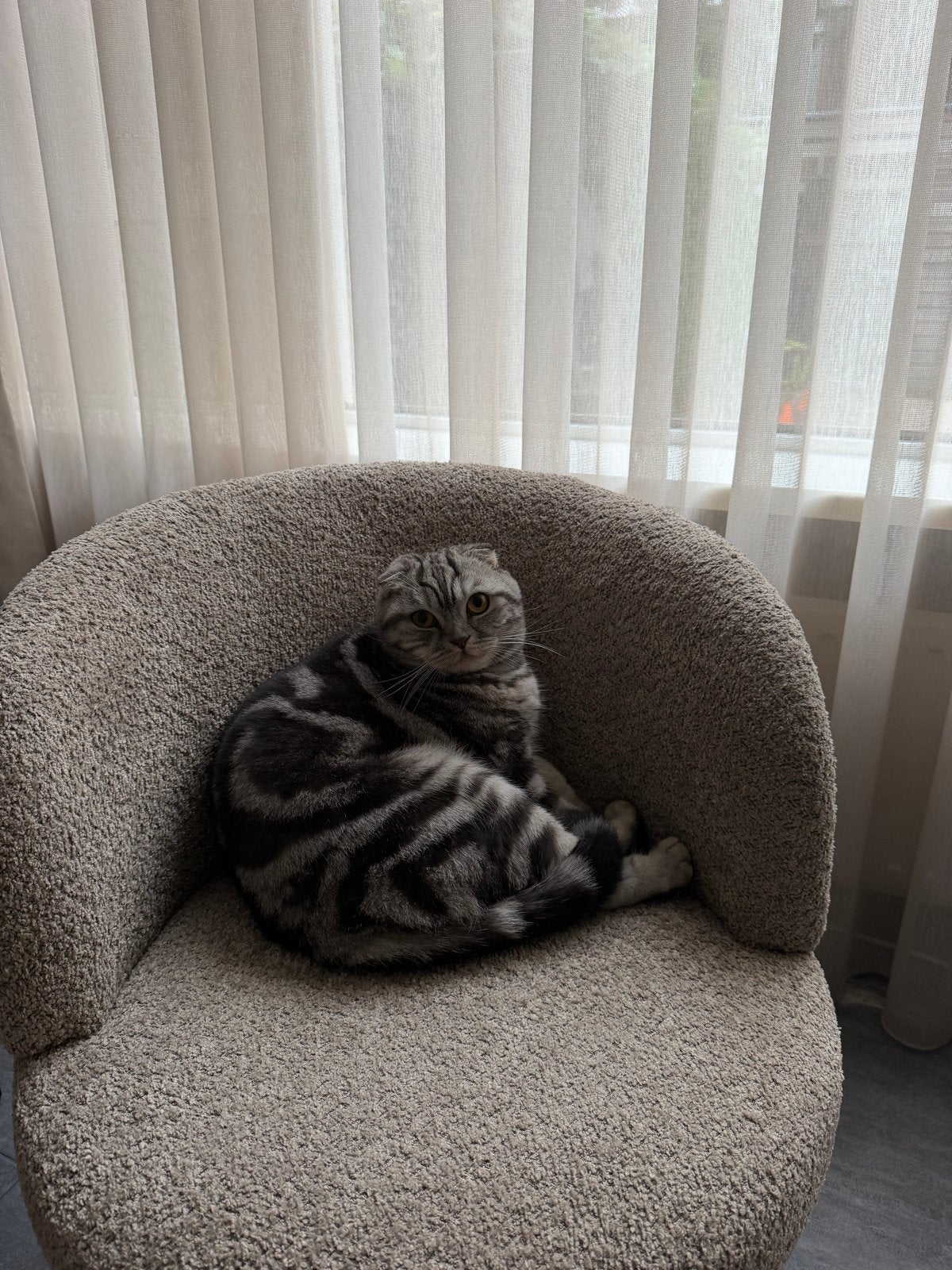 Onze lieve kater Musti moet helaas weg.., Kater, Kortharig, 0 tot 2 jaar