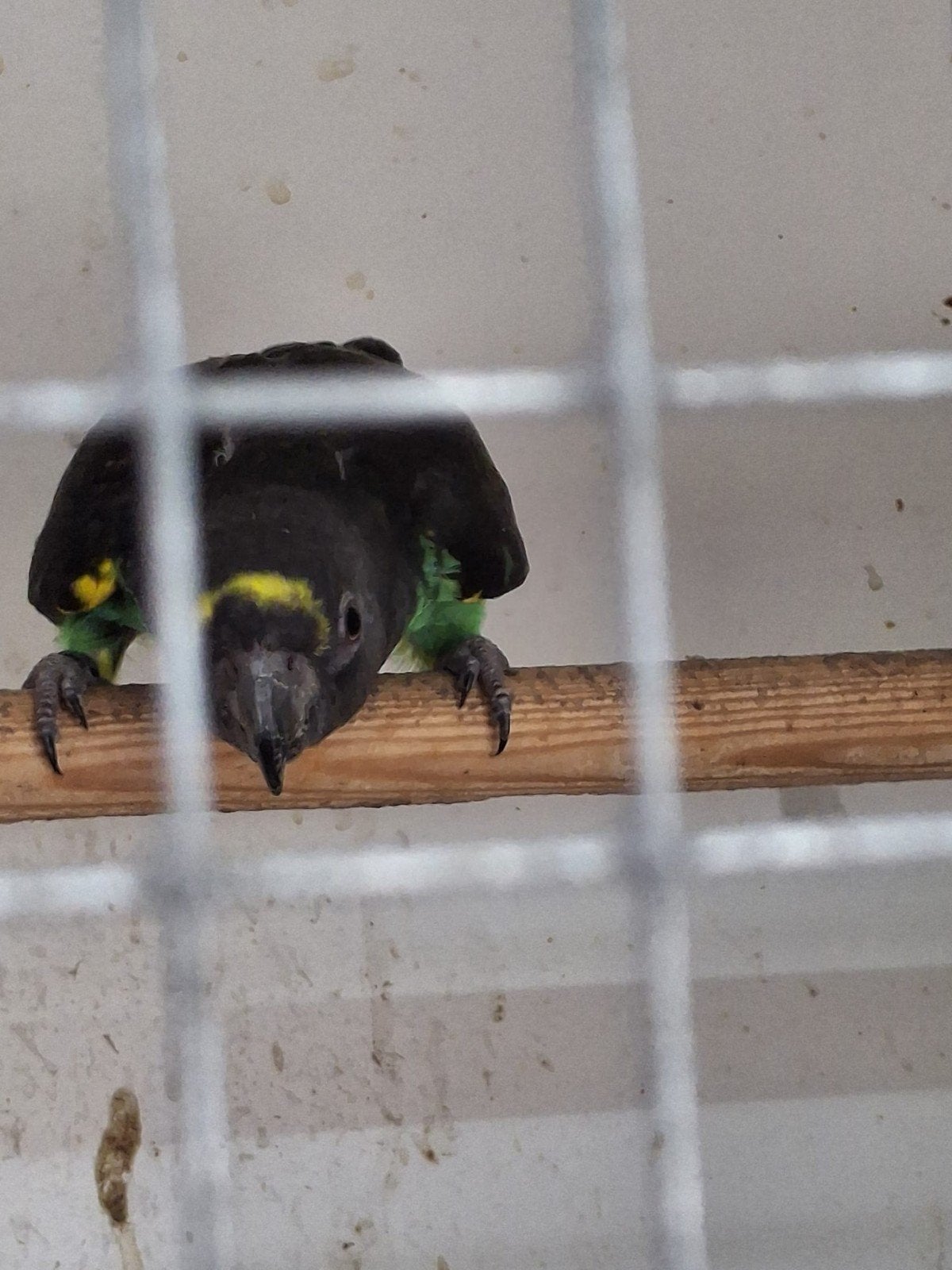 koppel meijerpapagaaien, Dieren en Toebehoren