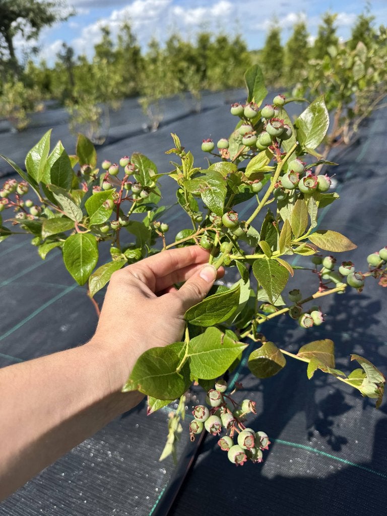 3x Blauwe bessen struik | Optimale oogstperiode, Ophalen of Verzenden, Overige soorten, Struik, 100 tot 250 cm