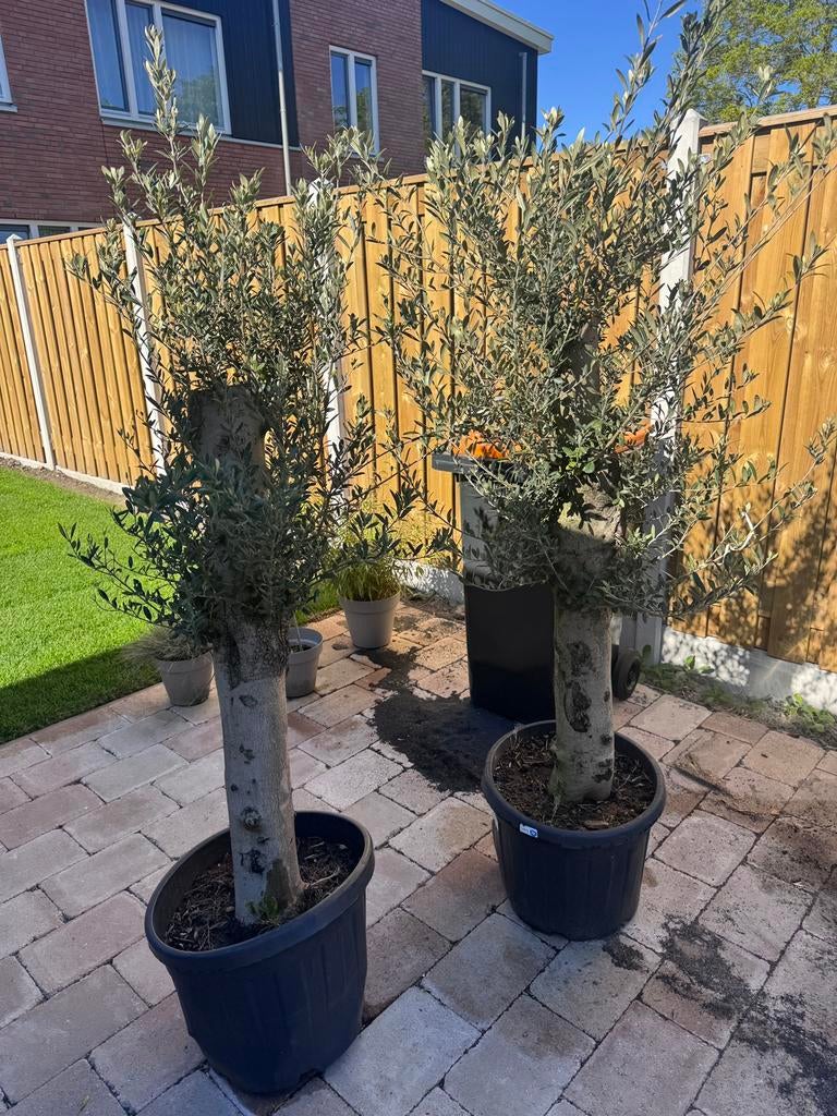 Olijfboom per stuk., Bloeit niet, 100 tot 250 cm, Olijfboom, Ophalen