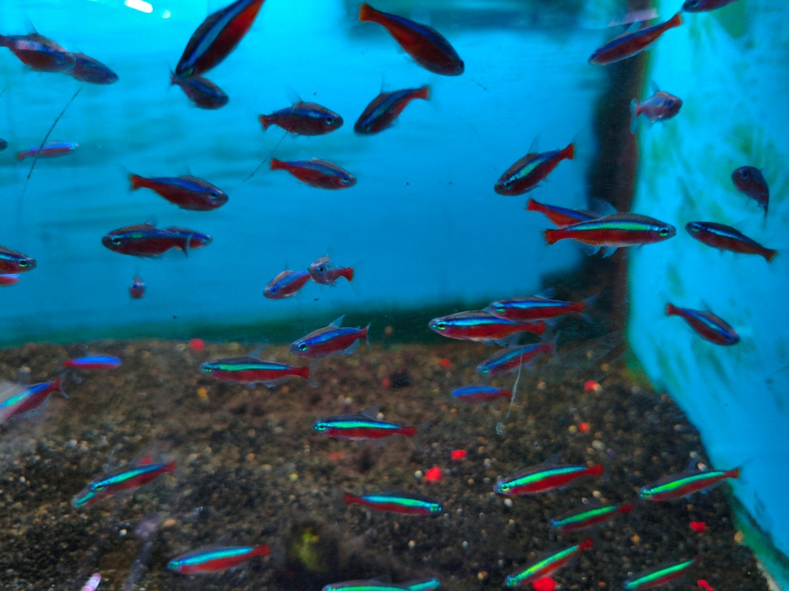 Kardinaal tetra, Dieren en Toebehoren, Vis, Zoetwatervis, Schoolvis