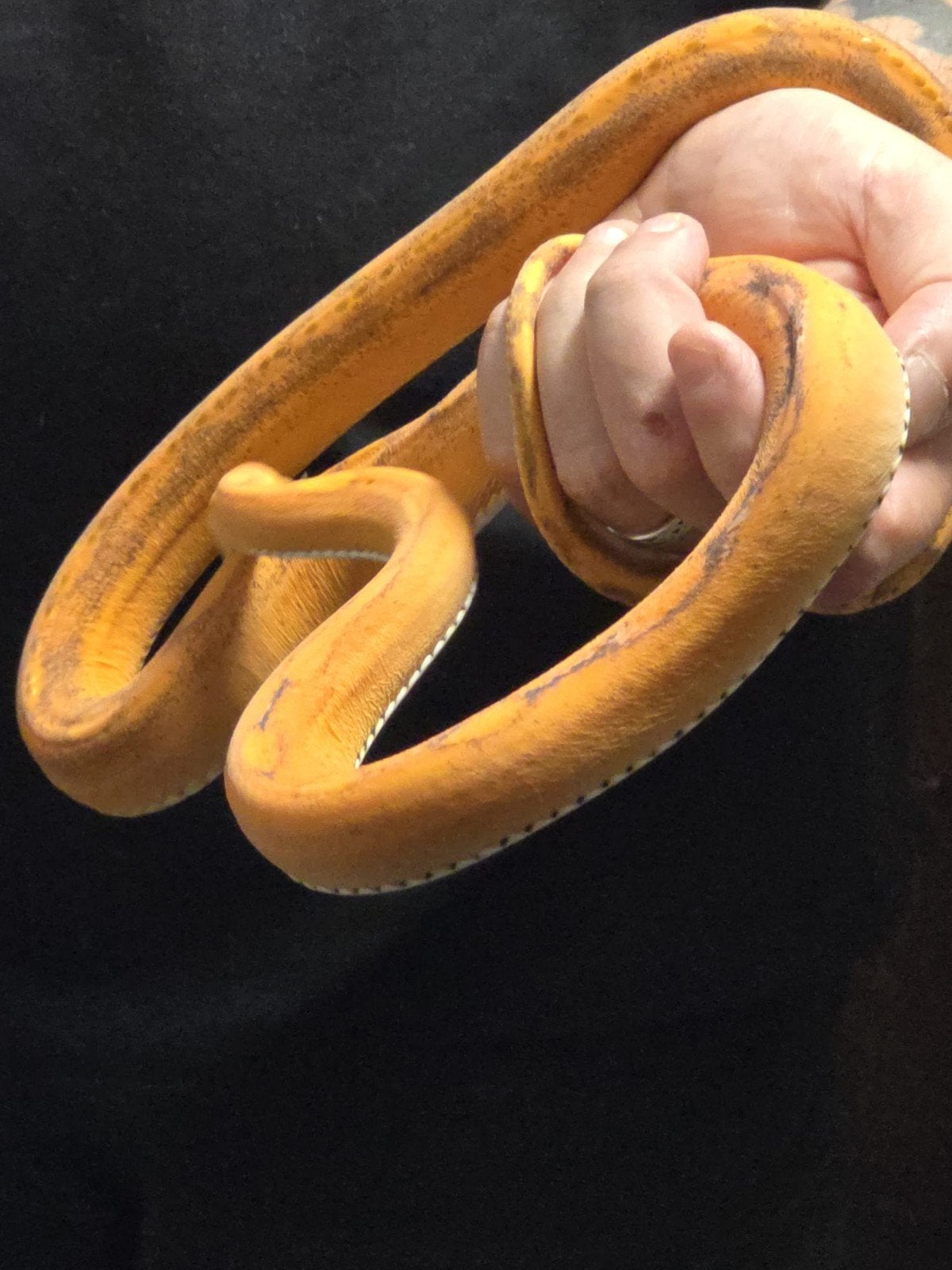 scaleless hypo motley rattenslang Rat Snake - female for sale from James