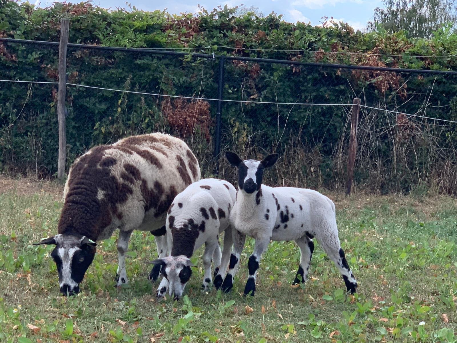 Bonte schaap met 2 lammeren, Dieren en Toebehoren, Vrouwelijk, Schaap