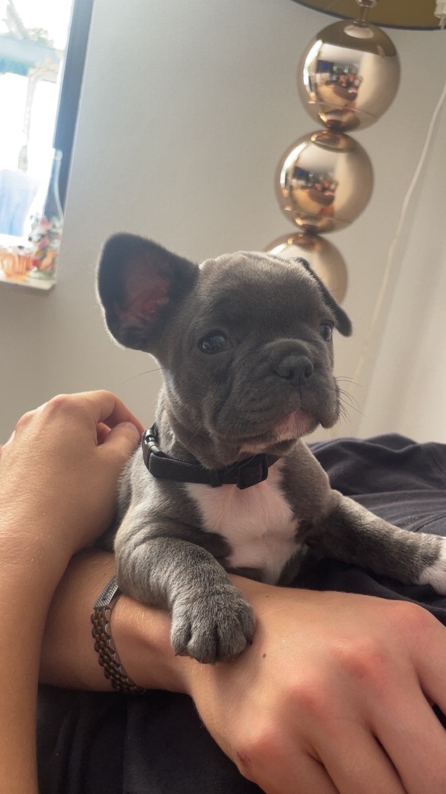 Franse bulldog pup 9,5 week, Teef, Bulldog, Eén hond, Nederland