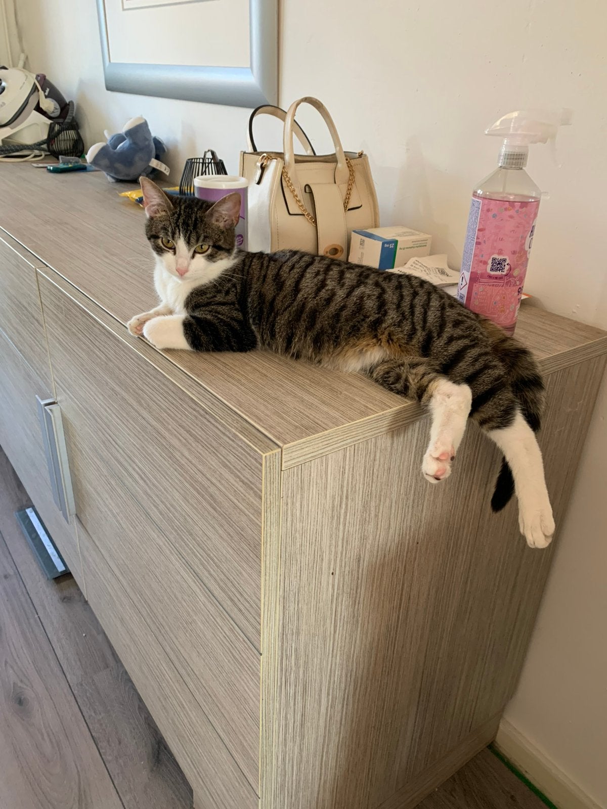🐱 Lieve en prachtige kater van 1 jaar zoekt een warm thuis, Kater