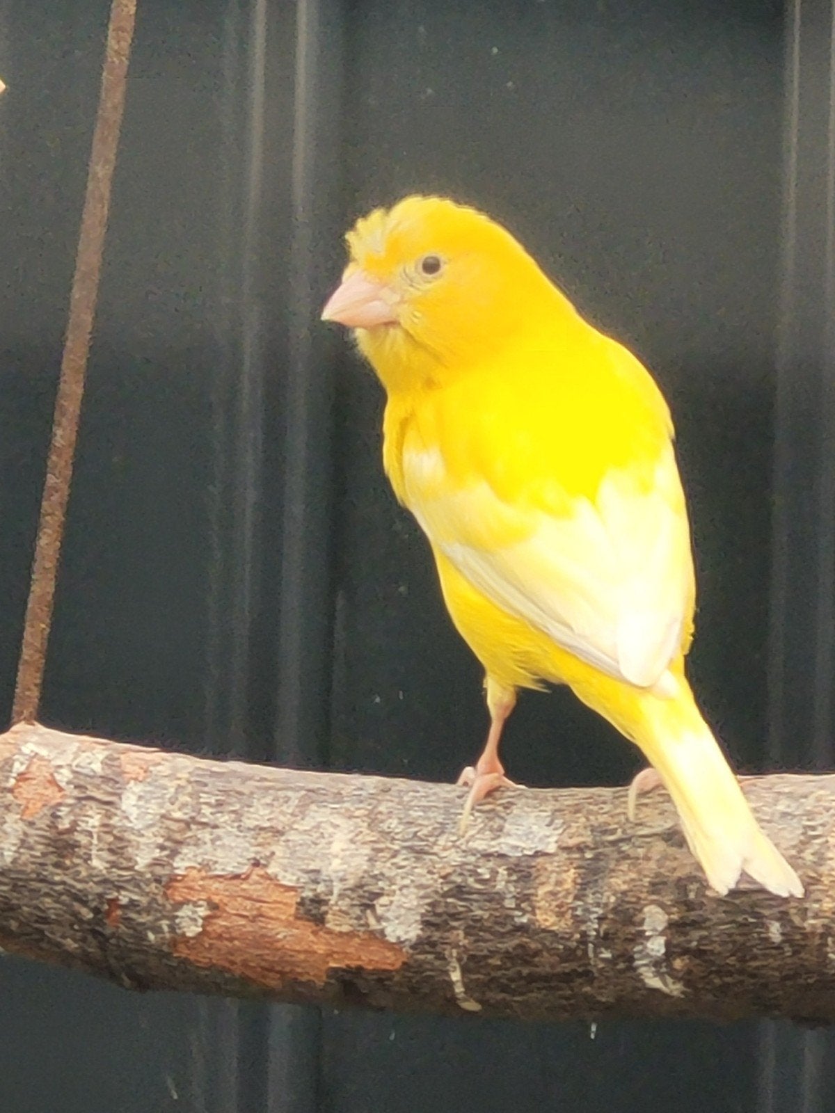 Timbrado kanarie, Mannelijk, Kleurkanarie
