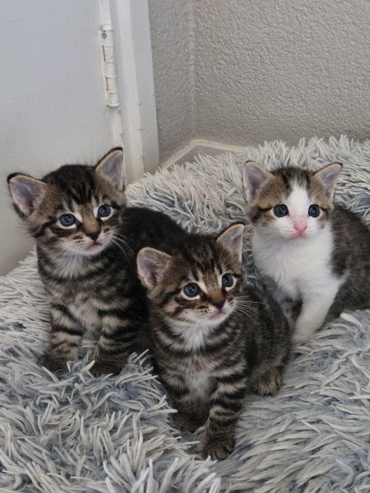 2 prachtige poesjes, Meerdere dieren